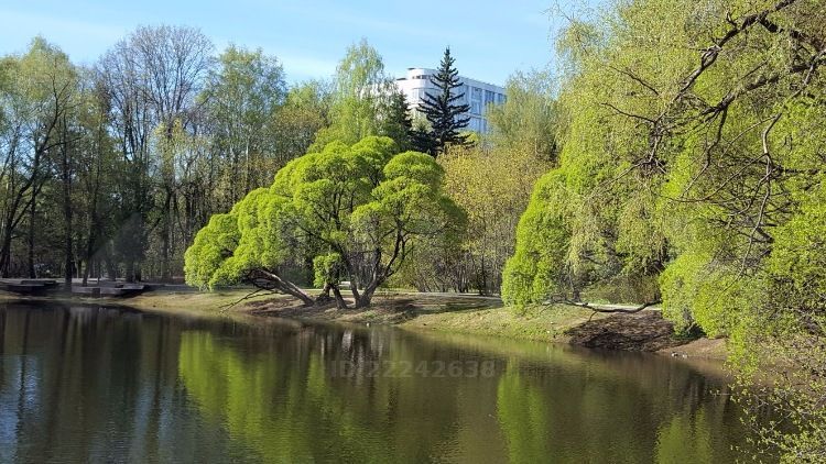 Суворовский парк кунцево фото