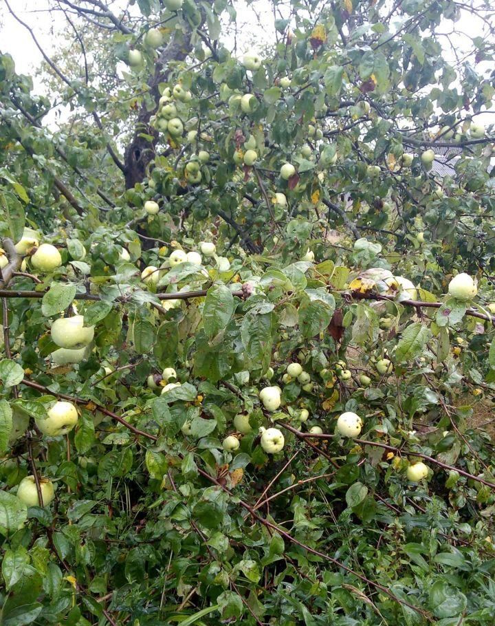 Купить Дом Р П Большие Дворы