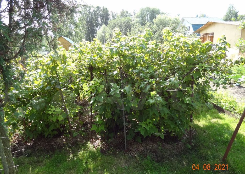 Продажа дома садовое товарищество Мичуринец, 9-я линия 5, цена 1500000 рублей, 2023 год объявление №672244 на megabaz.ru