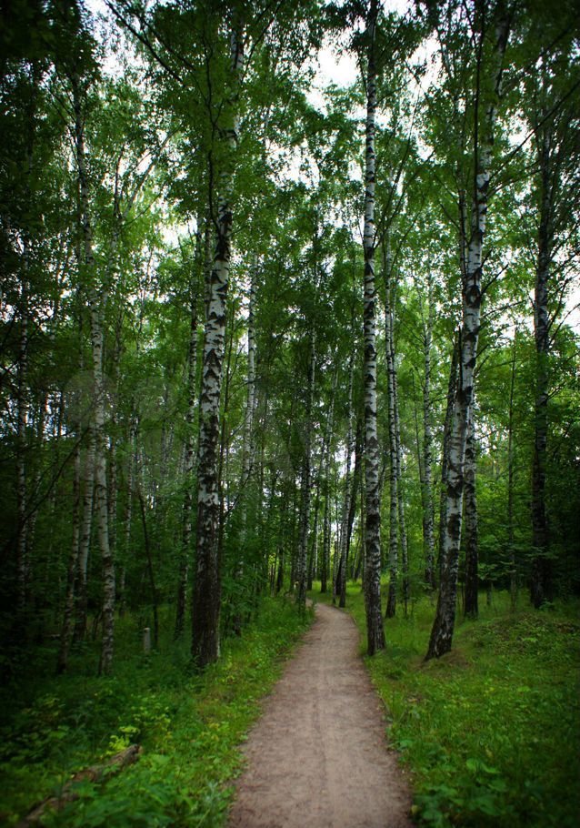 Митинский лес фото